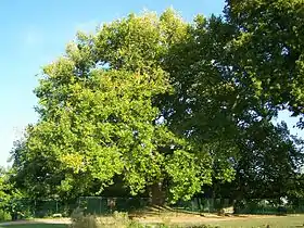 L'arbre de Diane aux Clayes-sous-Bois.