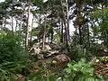 Les Grès Sainte-Marguerite, unique site de blocs de grès au centre de la forêt domaniale d'Ermenonville.