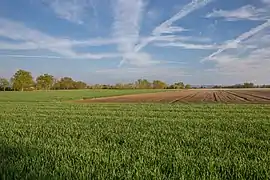 Terres agricoles dans la plaine du Forez, Sury-le-Comtal, vers le centre.