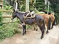 Le cheval, un moyen de transport sur l'île