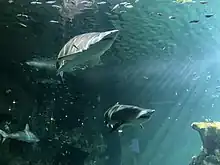 Les deux requins taureaux entourés de plusieurs espèces de poissons.