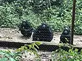 Les gorilles dans le Park de la Mefou