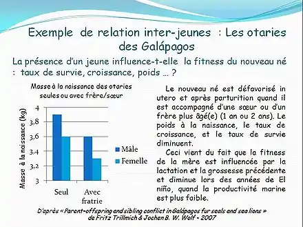 exemple de relation inter-jeune chez les otaries des Galápagos