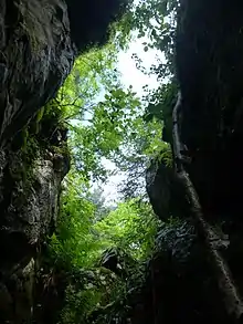 Entrée d'un gouffre entouré d'arbres vue de l'intérieur