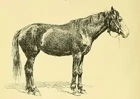 Cheval Kalmouk dans Les Races chevalines, 1894
