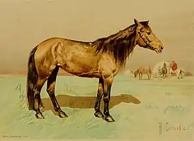 Jument kirghize, 1898