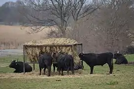 Les taureaux se nourrissant.