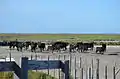 Les taureaux de la manade Aubanel-Baroncelli, dans l'enclos de tri, aux Saintes-Maries.