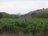 Les vignes, la roque d'Aubais et le pic Saint-Loup.