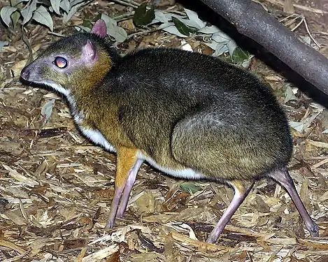 Petit chevrotain malais (Tragulus javanicus).