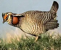 Description de l'image LesserPrairieChicken.JPG.