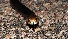 Description de l'image Lesser Black Whip Snake (Demansia vestigiata) (8692361790).jpg.