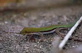 Description de l'image Lesser Day Gecko (Phelsuma pusilla) (10328407343).jpg.