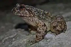Description de l'image Lesser Spiny Frog (Quasipaa exilispinosa) 小棘蛙3.jpg.