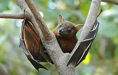 Description de l'image Lesser short-nosed fruit bat (Cynopterus brachyotis).jpg.