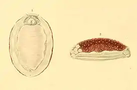 Lessonina ferruginea.