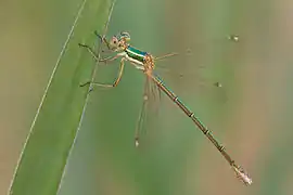 Lestes barbarus