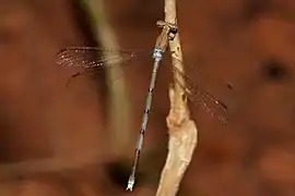 Lestes nodalis