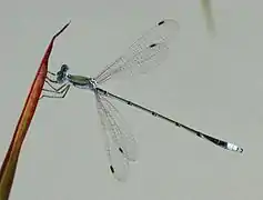 Lestes pallidus