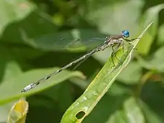 Lestes congener