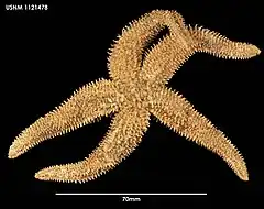 Lethasterias australis