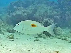 Un capitaine saint-Pierre ou empereur taché (Lethrinus Harak)