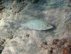 Un bec de cane bleuté (Lethrinus nebulosus)