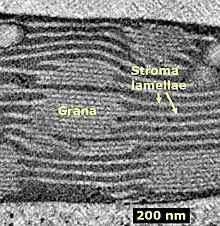  image microscopique en noir et blanc montrant un empilement de sacs que sont les thylakoïdes qui forment ainsi les grana, avec des thylakoïdes appelés thylakoïdes stromatiques qui font la connexion entre les grana.