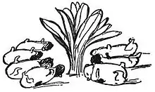 Dessin à l'encre et à la plume de sept cochons d'Inde retournés sur le dos en cercle, 4 à gauche, 3 à droite
