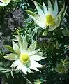 Leucadendron loriense