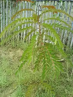 Description de l'image Leucaena salvadorensis.jpg.