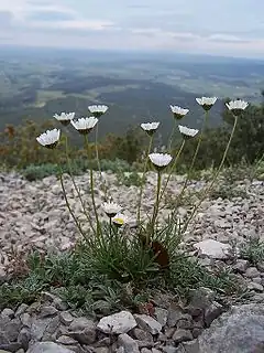 Une marguerite à feuilles de graminées.