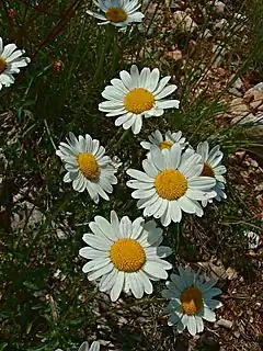 Marguerite