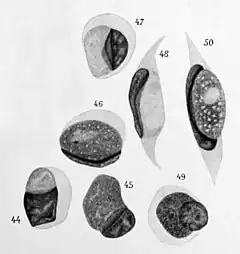  Planche en noir et blanc représentant sept formes diverses de parasites.