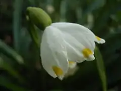 Face externe de la fleur.