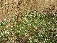 Leucojum vernum dans le sud de l’Allemagne.