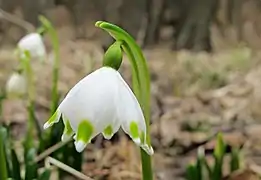 Fleur de Leucojum vernum