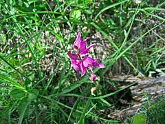 Céphalanthère rouge.