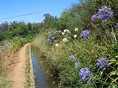 Agapanthus praecox envahissant le talus de la levada vers Boã Morte.