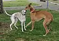 Whippet (♂) et greyhound (♂)