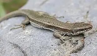 Lézard pyrénéen de Bonnal