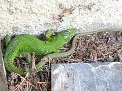 Lézard vert femelle (Lacerta bilineata) de 30 cm pouvant être trouvé en France.