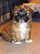 Chiot Lhassa Apso de 8 semaines.