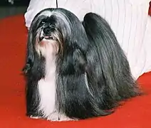 Un Lhassa Apso avec les poils longs.