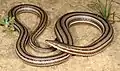 le lézard-serpent à nez pointu (Lialis burtonis) est un gecko;