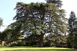 Cèdre du Liban dans le parc du château.