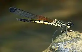 ♂