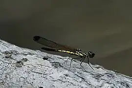 ♂