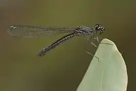 ♀