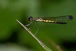 ♂